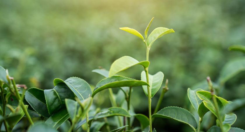 Tariffs, Botanical Sourcing, and Climate Pressure | State of the Supplement Industry